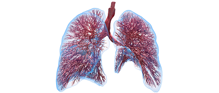 Digitales Lungenmodell