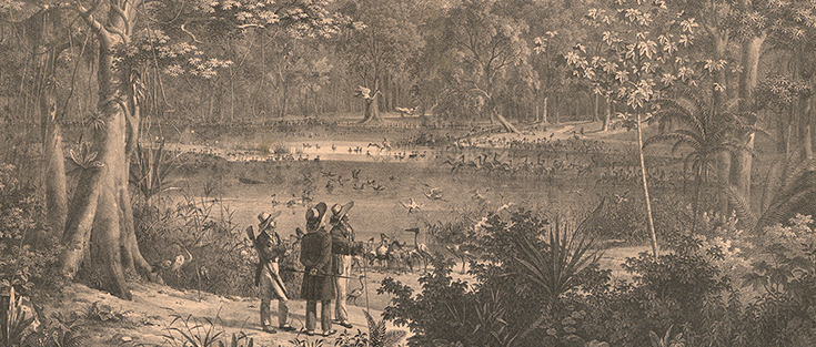 Kupferstich "Vögel-Teich am Rio de S. Francisco" aus der Publikation "Atlas zur Reise in Brasilien von Dr. v. Spix und Dr. v. Martius"