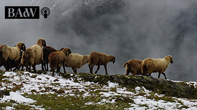 Eine Herde Schafe in eienr Bergkulisse