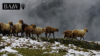 Eine Herde Schafe in eienr Bergkulisse