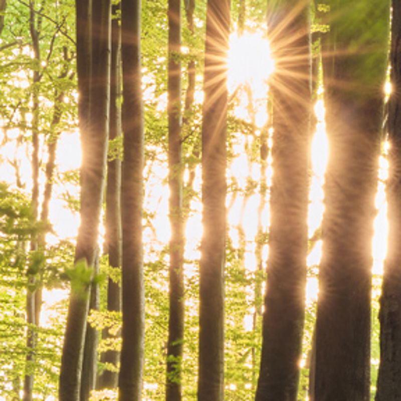 Cover der Zeitschrift „Akademie Aktuell“ (Ausgabe 2/2026). Im Hintergrund ein sonnendurchfluteter Wald mit hohen Baumstämmen, durch die Lichtstrahlen fallen. Titelthema: „Wälder im Wandel – Perspektiven für ihre Zukunft“. Untertitel: „Wie Wälder resilient werden und welche Strategien besonders vielversprechend sind, erforschen Wissenschaftler:innen verschiedener Disziplinen.