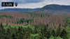Panoramaaufnahme eines vertrockneten Nadelwalds
