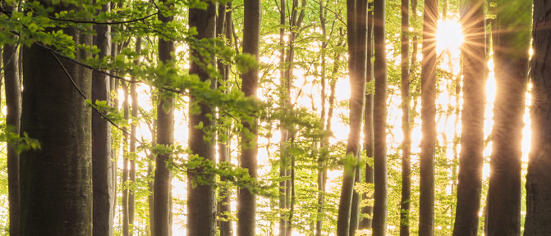 Cover der Zeitschrift „Akademie Aktuell“ (Ausgabe 2/2026). Im Hintergrund ein sonnendurchfluteter Wald mit hohen Baumstämmen, durch die Lichtstrahlen fallen. Titelthema: „Wälder im Wandel – Perspektiven für ihre Zukunft“. Untertitel: „Wie Wälder resilient werden und welche Strategien besonders vielversprechend sind, erforschen Wissenschaftler:innen verschiedener Disziplinen.