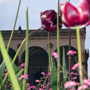 Tulpen im Hintergrund die Feldherrenhalle
