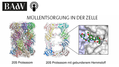 Schaubild zum 20S Proteasom